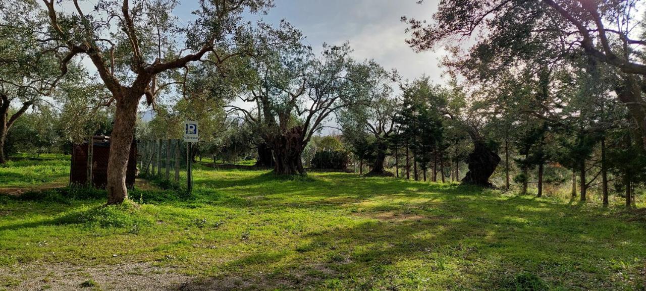 La Piana Degli Ulivi Bed and Breakfast Rossano Eksteriør billede